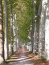 L'alle de platanes du Seuil de Naurouze, compose de 62 arbres atteignant 45 mtres de haut, plante au milieu d'un ancien bassin