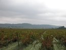 Une petite plaine viticole entre les puechs couverts de garrigues vers Marcorignan