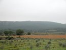 Plantation de jeunes oliviers au pied du massif de Fontfroide valorisant le paysage agricole visible depuis la route d'accs  l'abbaye