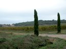 Les accs aux domaines viticoles souligns par deux cyprs