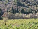 Couleurs et vgtations vers Portel-des-Corbires : vignes et amandiers, ripisylve de frnes et cannes de Provence, alignements de cyprs et pentes couvertes de garrigues