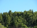 Bois de pins d'Alep et de cyprs  Portel-des-Corbires