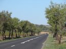 Traitement intressant des bords de route avec des alignements d'amandiers vers Portel-des-Corbires