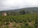 Mazet dans les vignes dans la valle de la Berre
