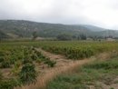 Paysage viticole dans la valle de la Berre