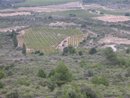 Imbrication de la vigne et de la garrigue dans la plaine de Talairan
