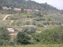 Vignes et oliviers cultivs en terrasses vers Lagrasse
