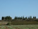 Chapelle et cimetire plants de cyprs isols dans la plaine agricole vers Villetritouls