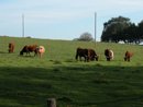 Vaches autour de Saissac