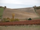 Paysage agricole du Razs : champs labours, vignes et arbres feuillus