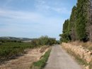 Sur l'le Saint-Martin : muret et cyprs dans les vignes