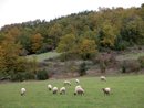 Moutons vers le hameau de Glis