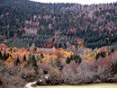 Pentes boises : sapins, picas, pins sylvestres, htres, chnes pubescents ; ici vers Belvis