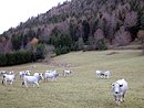 Troupeau sur le Pla de Niave (entre Camurac et Niort-de-Sault)