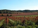 Paysage viticole : fond de valle cultiv, coteaux onduls cultivs et boiss ; ici vers Pomas