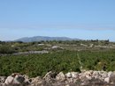Petites parcelles de vignes entoures de murets de pierres sches sur le plateau de Leucate, avec les Corbires  l'horizon.