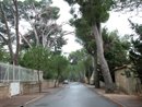 Traitement valorisant de la rue à Argeliers : les alignements de pins dialoguent avec les arbres des jardins