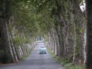 Paysage routier remarquable : alignements de platanes sur la route de Canet