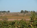 Paysage du Minervois : confrontation entre les vignes dans la plaine et les crtes arides couvertes de garrigues