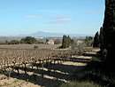 Haies de cyprès dans le paysage viticole de Roquemaure.