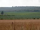 Vignes, asperges et bl dans la plaine de Sanilhac, borde par la garrigue au fond.