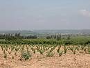 Les vignes dans la plaine, domine  l'horizon par Castillon-du-Gard.