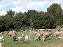 Troupeau de mouton sur le plateau vers Saint-Victor-les-Oules.