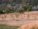 Plantation d'oliviers dans la plaine de Bourdiguet.