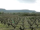 Les vignes de la valle de la Cze et les reliefs du plateau de Lacau, vus depuis la RN 580.