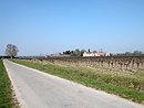 La plaine viticole autour de Beaucaire, confins de la Camargue.