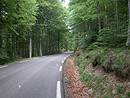 La htraie des pentes de l'Aigoual.