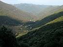 Les pentes entirement boises de la haute valle de l'Hrault, en contrebas de l'Aigoual.