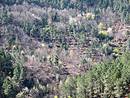 Disparition des terrasses sous les arbres, valle de la Cze.