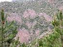 Taches grises de chtaigniers morts dans le manteau vert des pins, donnant un aspect de peau de lopard aux pentes, ici dans la valle Borgne (Gardon de Saint-Jean).
