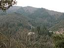 Problme de reboisements de cdres sur les pentes de la valle Borgne (entre l'Estrchure et Soudorgues).