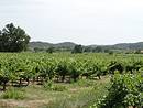 La plaine viticole vue depuis Savignargues, cadre par les collines boises de Saint-Thodorit.