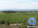  La plaine viticole de Ldignan, tourne vers le nord, avec  l'horizon la barrire bleute des Cvennes. Vue prise depuis la RD 8 entre Savignargues et Aigremont.
