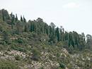 Les pentes de l'oppidum, plantes de cyprs.