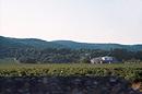 Pentes viticoles entre Frontignan et Mireval, vues depuis la RN 112