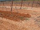 Les sols rouges  cailloutis des collines, favorables  la vigne, vers Alros/Alignan-du-Vent