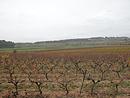 Le fond humide de la ferme des Pradels, au sud de Quarante : tache verte dans les vignes dores d'automne