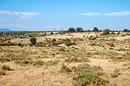 La garrigue entre Murviel-ls-Montpellier et Montarnaud (garrigue de Tamaraud)