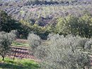Pimont du causse du Larzac : oliveraies vers Salces