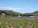 Exemple de risque de dgradation du paysage : constructions isoles dans la petite plaine viticole du ruisseau de Lne