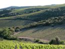 Le paysage viticole des pentes des avants-monts, de grande qualit, ici vers Aigues-Vives