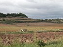 Paysage viticole sur pentes en terrasses, vers Flines-Minervois