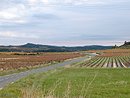 Route-paysage des vignes, RD 910 vers Aigues-Vives