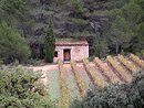Cazelle et son cyprs dans les vignes de Saint-Chinian