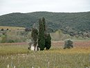 Chapelle et cyprs dans les vignes vers Roquebrun