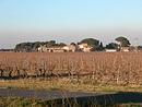 La plaine de la Vistoule et ses domaines viticoles, entre Srignan et l'embouchure de l'Aude : exception dans le paysage du littoral
